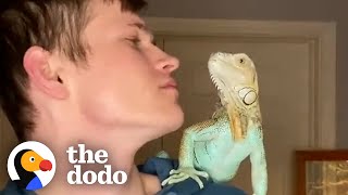 Iguana Climbs Dad and Gives Him Kisses | The Dodo Soulmates