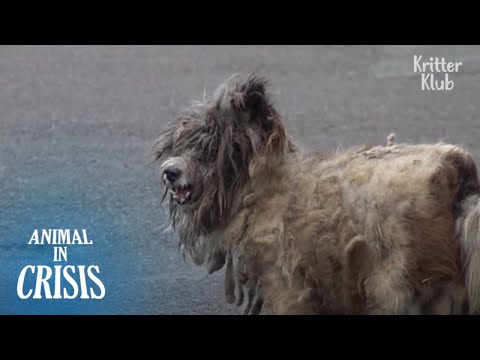 Video: Pet Scoop: Dog Stray Membantu Jimat 3 Tahun Gadis Lama, Walrus Menemui 2,000 Miles From Home