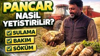 Pancar Nasıl Yetiştirilir? Sulama, Bakım Ve Söküm Detaylı Anlatım