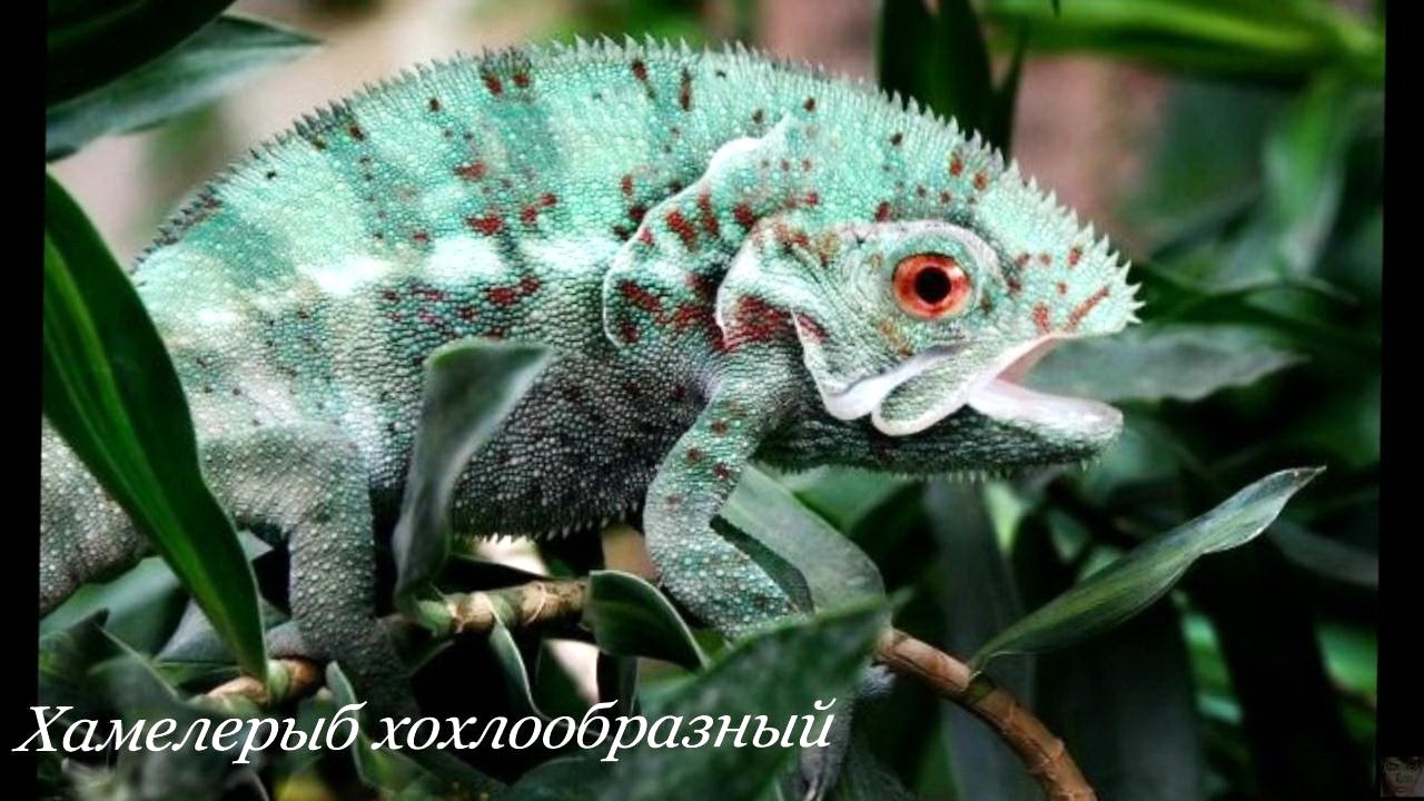 Фото Несуществующих Животных