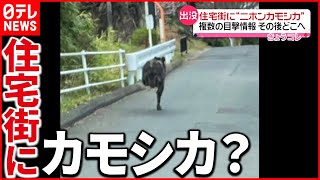 【出没】ニホンカモシカ目撃相次ぐ…市はパトロール実施  宮城･石巻市