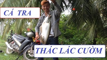 CÂU CÁ TRA SÔNG VÀ CÁ THÁC LÁC SÔNG | HUYNH KHOA FISHING