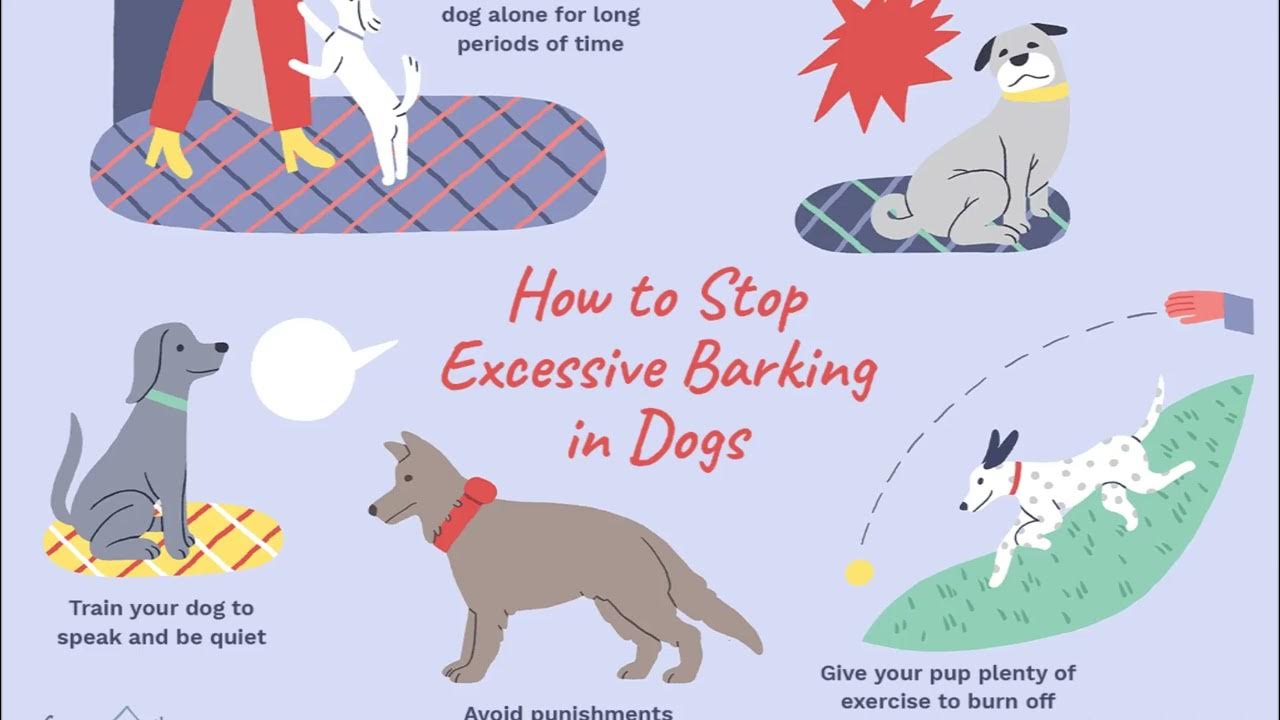 Уборка за собаками на улице. How dog is up. What dogs. Как взять собаку на руки. How dog is up.