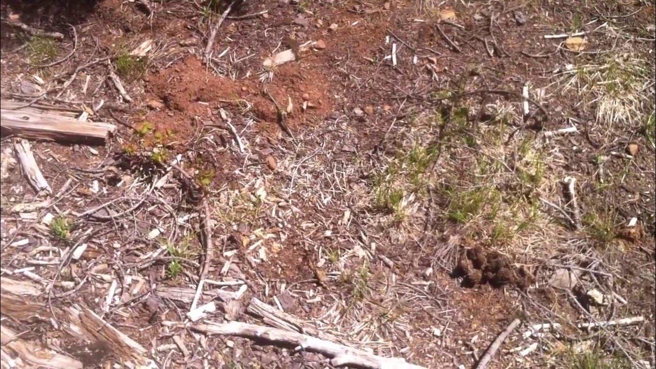 FIND THE MORELS Morel Mushroom Hunting in Southern Oregon (2 of 3