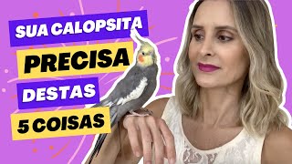 TOP 5 COISAS QUE SUA CALOPSITA PRECISA.