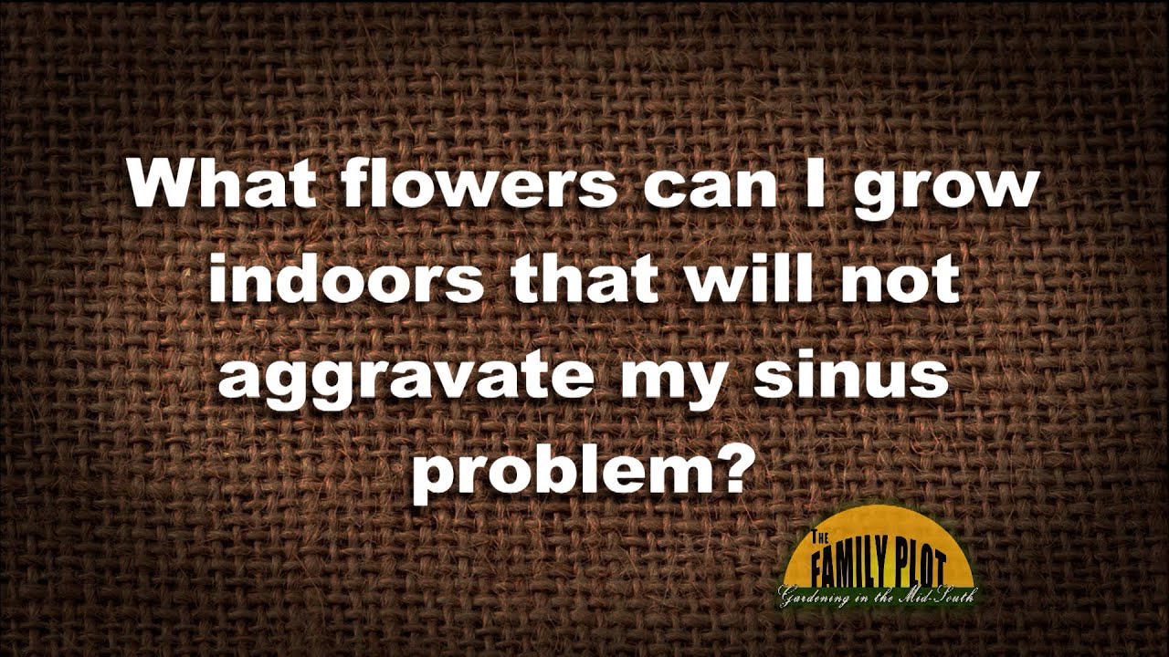 Q&A What flowers or plants can I grow indoors that will not aggravate