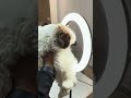 Max ka hua aaj beauty shoot😂🐩 #puppy #lifeisbutadream ##shitzu #pets #tinypaws