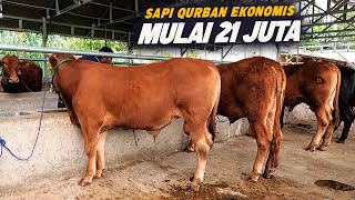 Update Harga sapi qurban Murah Di Cikampek Gratis biaya perawatan dan pengiriman sampai jakarta