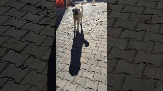 Ahh Buluu Yine Naaftın Senya