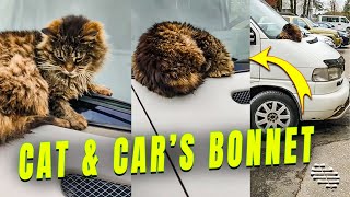 Guy Woke up a Cat That Was Burying Its Face by the Edge of the Car’s Bonnet