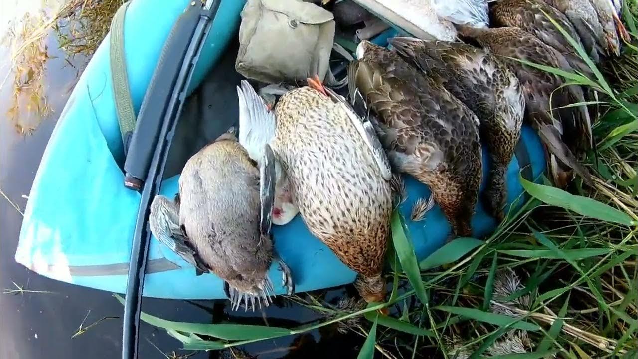 открытие осенней охоты на утку 2022