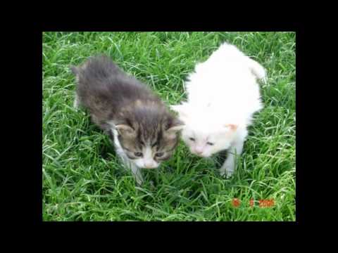 Video: Kakšni So Znaki Prvega Estrusa Mačke?