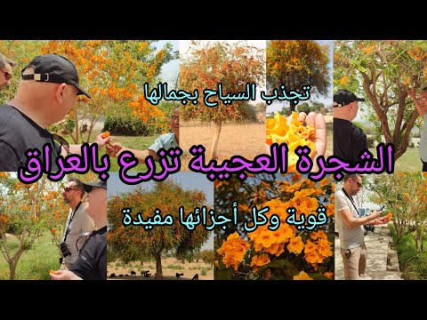 الفرفار شجرة العسل     قوية كل أجزائها مفيدة تنجح بكل بالدول العربية