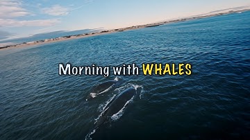 CHASING WHALES WITH FPV DRONE | GoPro 11 + BOB57