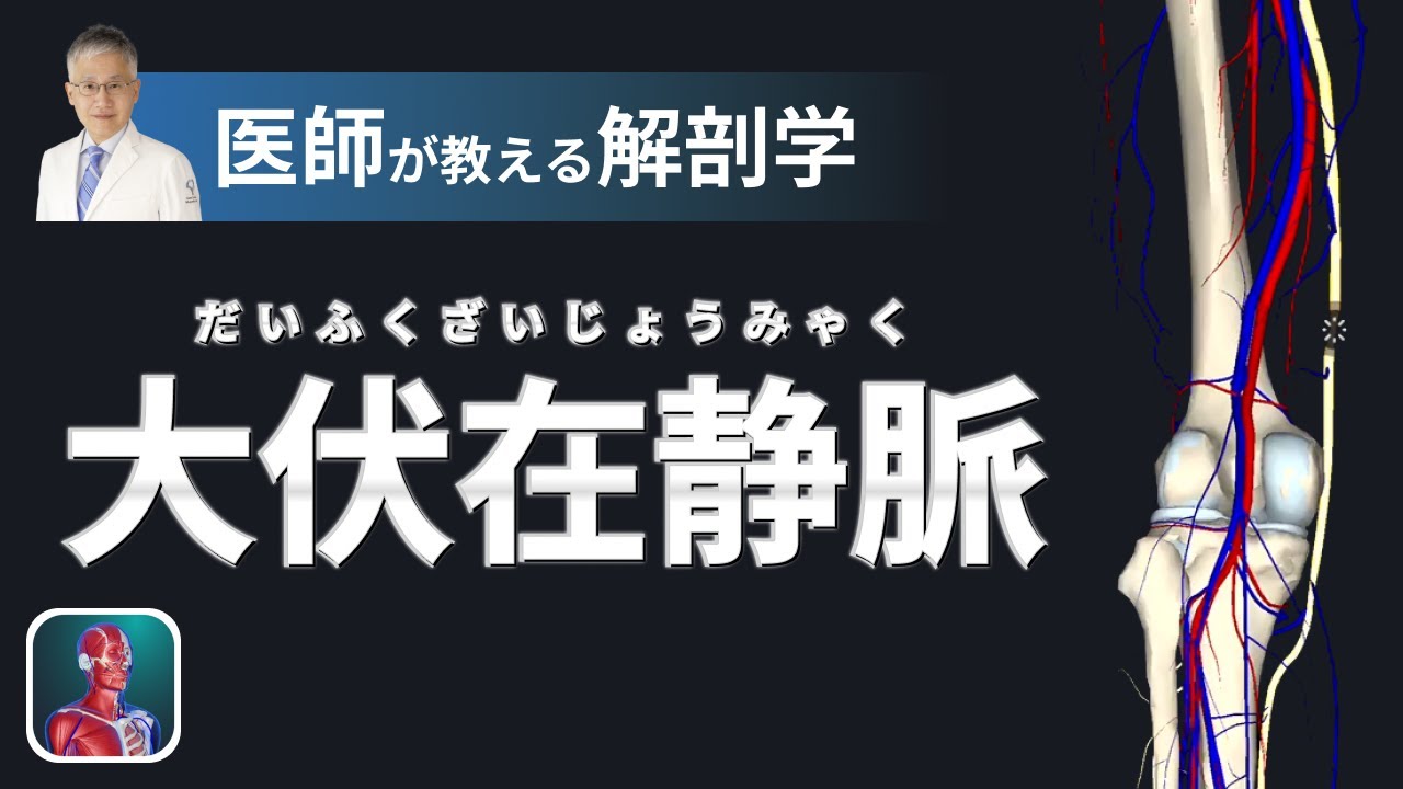 大 伏 在 静脈