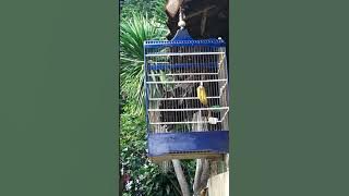 Masteran cucak ijo di sukai juri