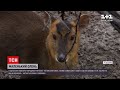 В Одеському зоопарку з`явилося на світ дитинча китайського оленя