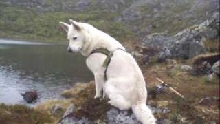 are swedish white elkhound aggressive