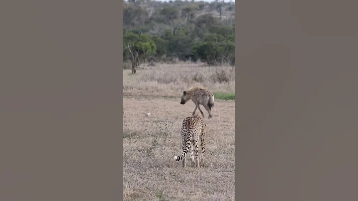 Why is Cheetah not catching hyena #short