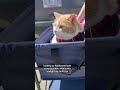 Day 2 of travelling with our cat Biggie Smalls