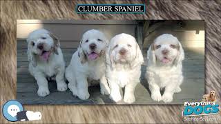 Clumber Spaniel 🐶🐾 Everything Dog Breeds 🐾🐶