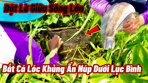 Đặt Lờ Ngoài Sông Lớn Đầy Lục Bình Dính Toàn Cá Giầy Cá Lóc Đồng Khủng / Set a Fishing Fish Tracker