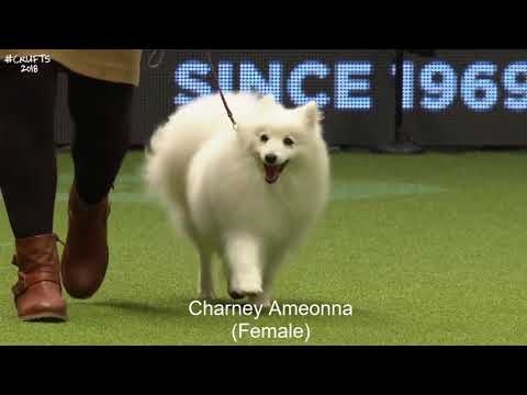 Best of Breed Utility GroupJAPANESE SPITZ2017 2022