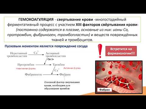 2.4. Тромбоциты. Свёртывание крови