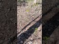 Нашли деревню фельдмаршала Миниха (Минихгоф).