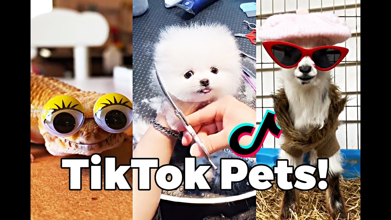 Funniest TikToks with pets (omg, they are so cute!) - YouTube