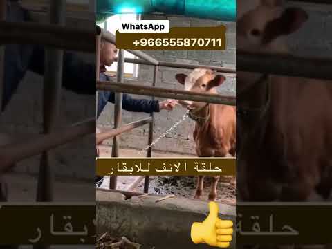 فيديو: هل الأنف حلقة جيدة؟