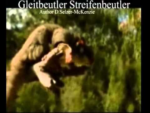 Streifenbeutler Gleitbeutler  Tiere Animals Wildness SelMcKenzie Selzer-McKenzie