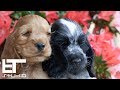 English Cocker Spaniel - Puppies の動画、YouTube動画。