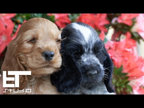 Бейне: Ағылшын Cocker Spaniel ит тұқымы гипоаллергенді, денсаулығы мен өмірінің ұзақтығы