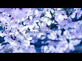 【重音テト】桜の花【オリジナル】