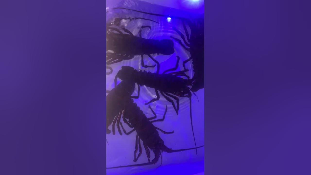Lobster diving San Diego ca YouTube