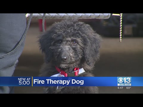 Video: Pet Scoop: Brandmænd Redningshund fra Tag, Terapi Hunde Comfort Oakland Fire Ofre