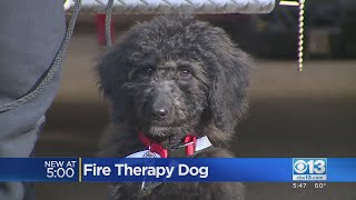 Rescue Fire Department gets therapy dog