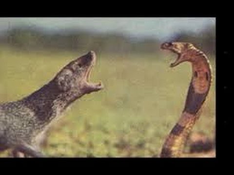  ULAR  KOBRA VS  MUSANG YouTube