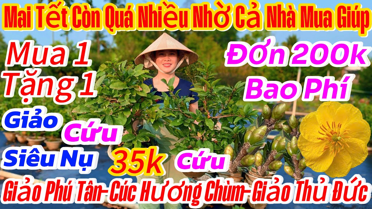 19/01☎️0914999920☎️🌴mai vàng chơi Tết 70k🌴5 mã số mai tàng rin-giảo siêu nụ-cúc nghệ-giảo Phú Tân