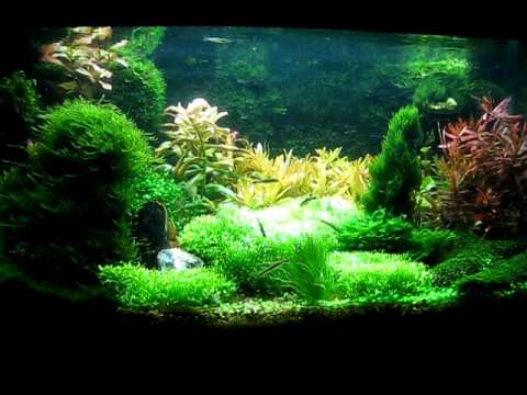 gallone My 25 gallon planted tank update 6/1/10