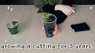 let's grow a finger lime from a cutting