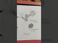 #botany #study #file #msc #paleobotany #pentoxylon