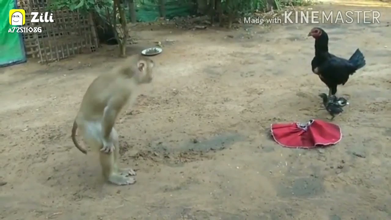 Funny monkey trying to get his cloths anjali dailouge