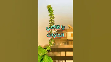 اللهم يا مسبب الأسباب يا فاتح الأبواب يا سامع الأصوات يا مجيب الدعوات يا قاضي الحاجات يارب أفرجها 