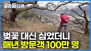 환상적인 풍경으로 매년 100만 명 어마어마한 관광객 몰려들게 만든 주인공이 한 할머니?┃벚꽃 대신 심었더니┃홍쌍리 명인의 인생 정원┃봄꽃축제┃광양 매화축제┃한국기행┃#골라듄다큐