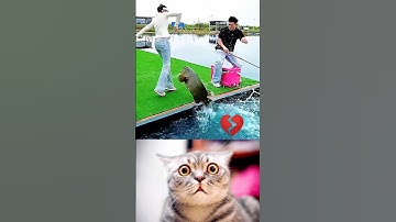 Give this video a title (wrong answers only) #ytshorts #cat #bombastic #meme #catbombastic