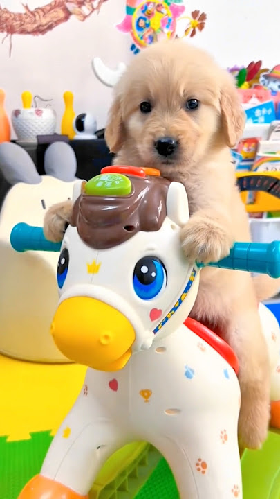 Anjing Lucu #shortvideo #comedy #funny