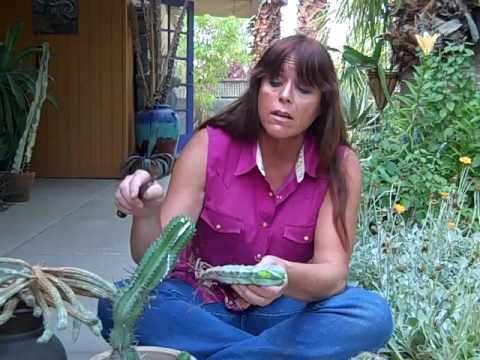 Videó: Euphorbia Elborult