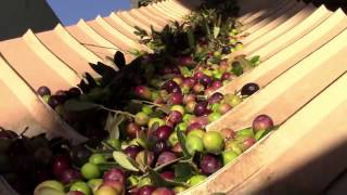 ALMAZARA DEORTEGAS elaboración aceite de oliva Virgen Extra Ecológico